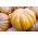 Mošusni squash "Muscade de Provence" - s vrlo aromatičnim voćnim mesom - 18 sjemenki - Cucurbita moschata - sjemenke