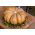 Mošusni squash "Muscade de Provence" - s vrlo aromatičnim voćnim mesom - 18 sjemenki - Cucurbita moschata - sjemenke