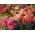Einjähriger Phlox - Sortenmischung; Sommer-Phlox, Einjährige Flammenblume