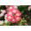 Einjähriger Phlox - Sortenmischung; Sommer-Phlox, Einjährige Flammenblume