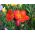 Freesia - Single Red - paquete de 10 piezas