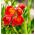 Freesia - Single Red - paquete de 10 piezas