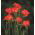 Freesia - Single Red - paquete de 10 piezas