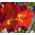 Freesia - Single Red - paquete de 10 piezas
