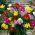 Freesia - Single Mix - paquete de 10 piezas
