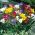 Freesia - Single Mix - paquete de 10 piezas
