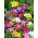 Freesia - Single Mix - paquete de 10 piezas