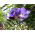 Freesia - Single Blue - paquete de 10 piezas