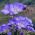 Freesia - Single Blue - paquete de 10 piezas