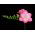 Freesia Single Pink - 10 bulbi