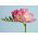 Freesia Single Pink - 10 bulbi