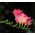 Freesia Single Pink - 10 bulbi