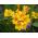 Freesia Single Yellow - 10 bulbi