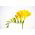 Freesia Single Yellow - 10 bulbi