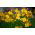 Freesia Single Yellow - 10 bulbi