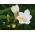 Freesia - Single White - pakket van 10 stuks