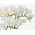 Freesia - Single White - pakket van 10 stuks