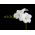 Freesia - Single White - pakket van 10 stuks