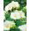 Freesia - Single White - pakket van 10 stuks