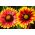 Vanlig blomblomst, vanlig blæreblomst Bicolor Goblin - 170 frø - Gaillardia aristata