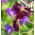 Luktärt - Matucana - 65 frön - Lathyrus odoratus