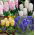 Hyacint-slægten - MIX - pakke med 3 stk - Hyacinthus