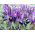 Våriris - Purple Gem - paket med 10 stycken - Iris reticulata