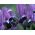 Våriris - Purple Gem - paket med 10 stycken - Iris reticulata
