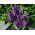 Våriris - Purple Gem - paket med 10 stycken - Iris reticulata