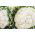Cauliflower "Pioneer" - 270 seeds
