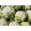 Cauliflower "Pioneer" - 270 seeds