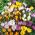 Set 10 – Large–flowered crocus – selected variety mix – 100 pcs + 10 pcs for FREE