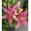 Lirios Asiático Rosa - Lilium Asiatic White