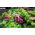 Baby Leaf - tender lettuce mix