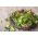 Baby Leaf - savoury lettuce mix