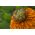Havemorgenfrue - Greenheart - Calendula officinalis - Nem at dyrke, etårig plante til solrige steder - Friske frø