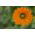 Havemorgenfrue - Greenheart - Calendula officinalis - Nem at dyrke, etårig plante til solrige steder - Friske frø