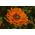 Havemorgenfrue - Greenheart - Calendula officinalis - Nem at dyrke, etårig plante til solrige steder - Friske frø