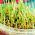 Spiring frø - ung bygg - 