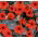 Garden nasturtium "Empress of India" - low growing variety - 40 seeds