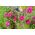 Garden cosmos, mexikansk aster "Sonata" - sort mix - 140 frön - Cosmos bipinnatus Sonata