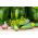 خیار "Borus F1" - فیلد، تنباکو - 148 دانه - Cucumis sativus