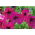 Pétunia híbrido - Cascada - púrpura - 12 semillas - Petunia x hybrida pendula