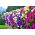 Petunia - Miscuglio - Petunia hybrida - Fiori a cascata per cestini sospesi - Semi Freschi