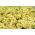 Pétunia - Cascada - jaune - 160 graines - Pétunia x hybrida pendula