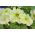 Pétunia - Cascada - jaune - 160 graines - Pétunia x hybrida pendula