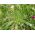 Switchgrass - 6000 seeds