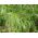 Switchgrass - 6000 seeds