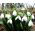 Set 9 - Snowdrop - 30 stk + 5 stk GRATIS - 