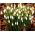 Set 9 - Snowdrop - 30 stk + 5 stk GRATIS - 
